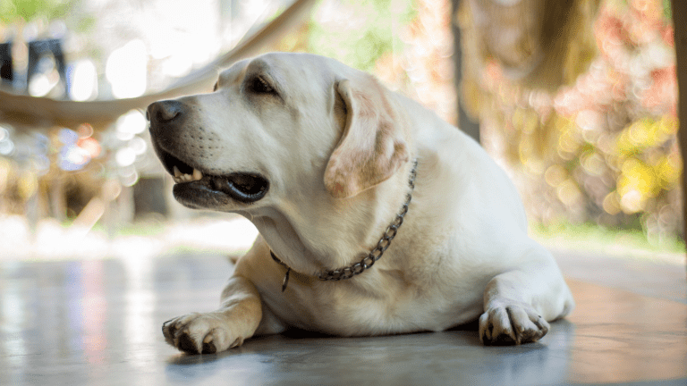Pet Obesity in Australia: The Growing Problem No One Talks About