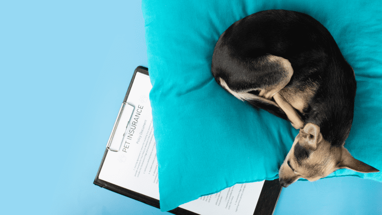 Understanding Pre‑Existing Conditions in Pet Insurance