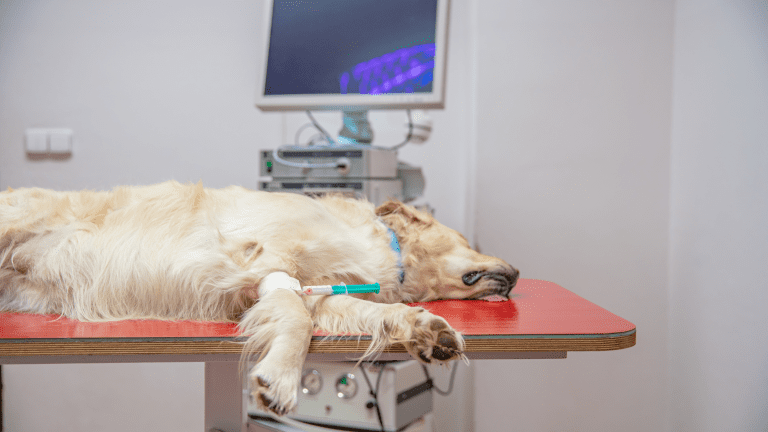 The Real Cost of Common Pet Emergencies in Australia