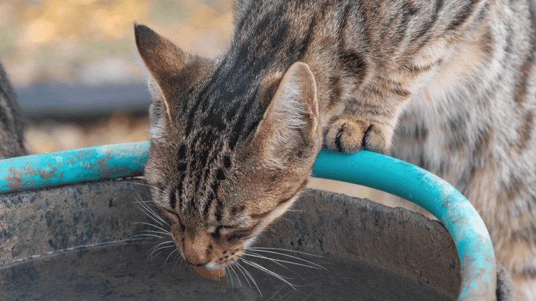 How to Get Your Cat to Drink More Water