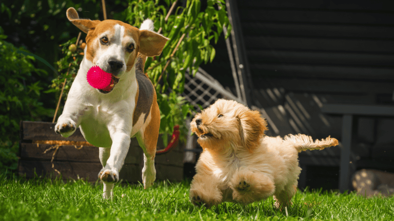 How to Create a Pet-Friendly Garden
