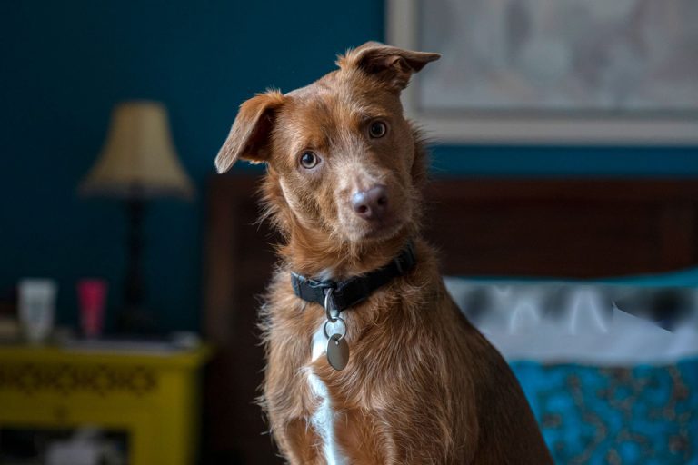 12 Surprising Pet Behaviour Facts