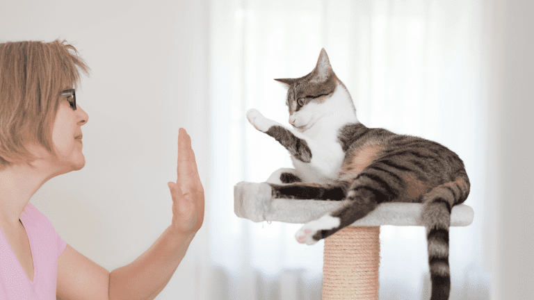 Cat Training Basics: Simple Tricks That Work