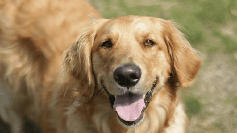 Senior Dog Nutrition: What to Feed as They Age