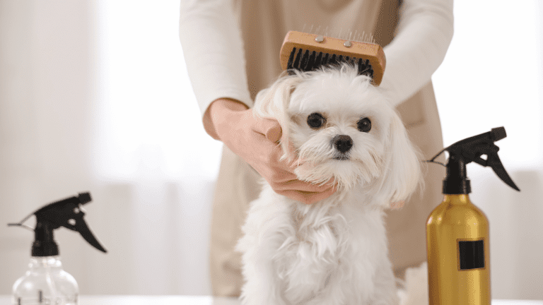Why Regular Pet Grooming Is Essential