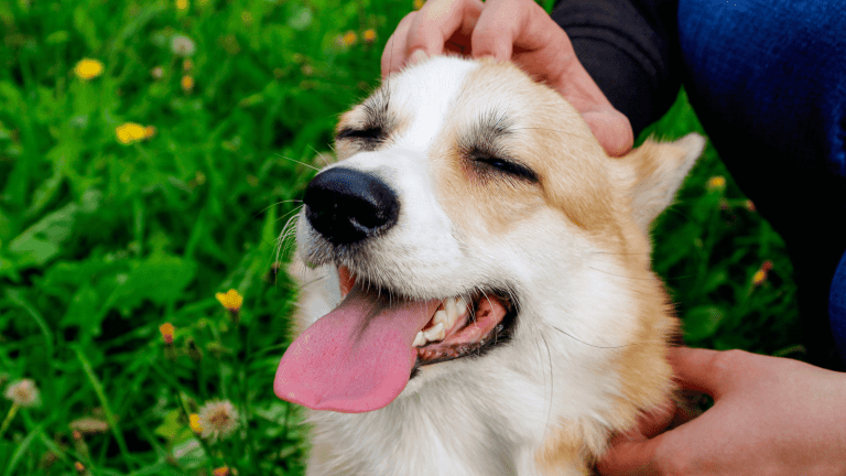 Understanding Dog Body Language