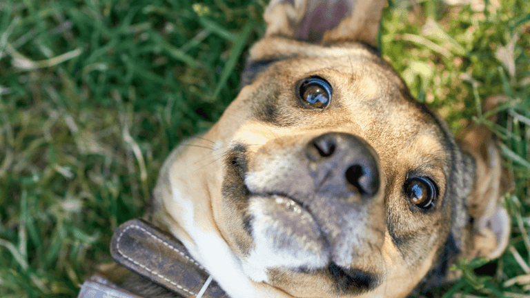 Sustainable Pet Ownership in Australia