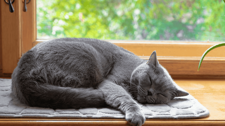 Senior Cat Care Essentials
