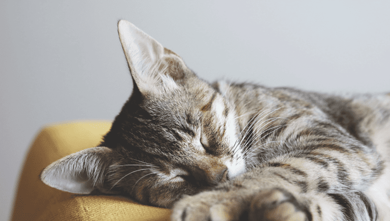 Cat Litter Box Problems: When to Worry?