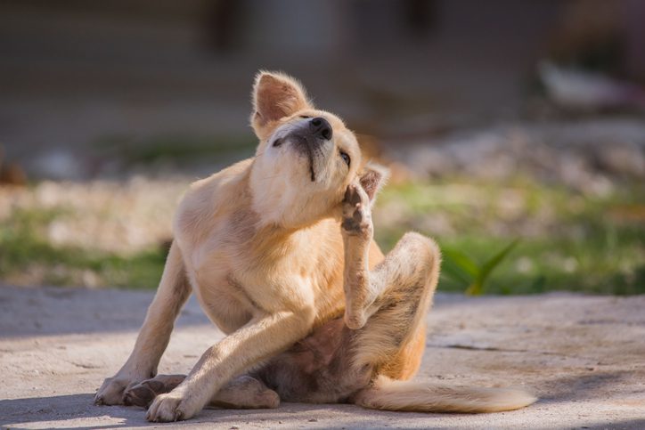 Dog Itching & Scooting: Common Causes Explained