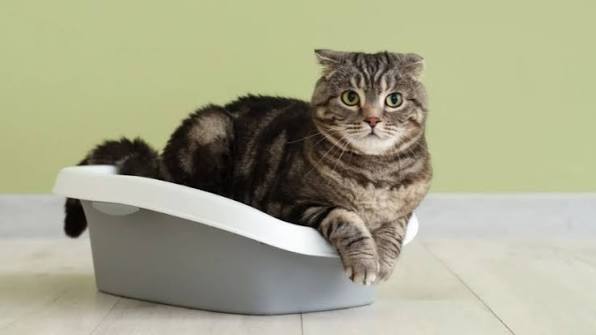 Cat Litter Box Problems: When to Worry?