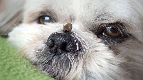 Paralysis Tick on Pets: Early Signs Every Aussie Owner Should Know