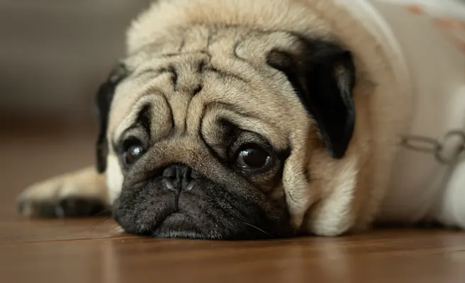 Heartworm in Dogs: What Every Aussie Must Know