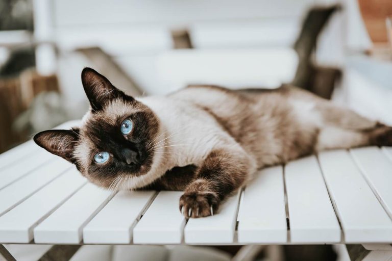 Siamese Cats: The Vocal and Loyal Breed