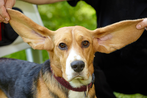 Ear Infections in Dogs: Causes and Treatments