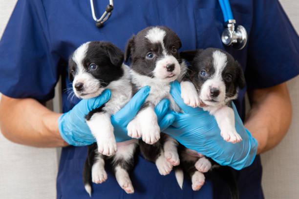 Puppy’s First Vet Visit: What to Expect