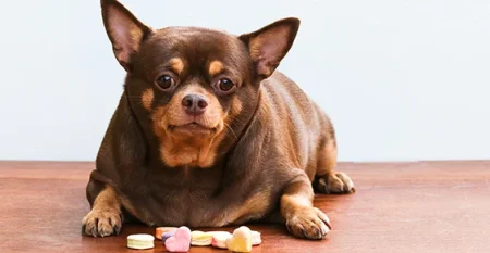 Diabetes in Dogs: Signs, Diagnosis and Daily Management