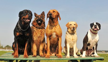 How to Choose a Reputable Breeder in Australia