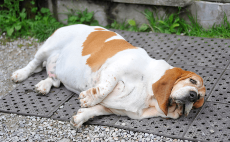 Bloat in Dogs: The Emergency Every Owner Must Know