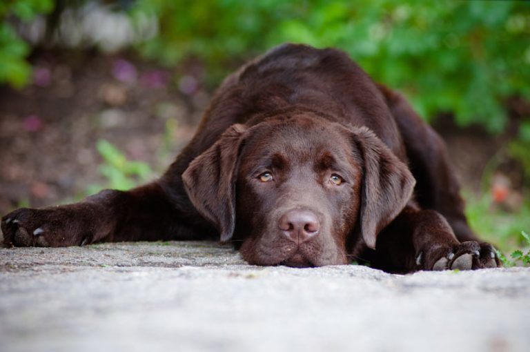 Bloat in Dogs: The Emergency Every Owner Must Know