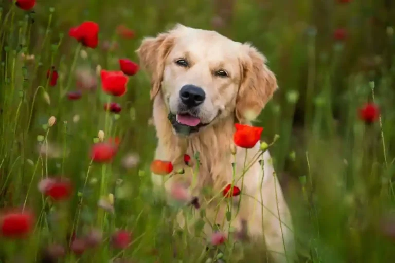 Golden Retriever: Breed Guide for Australian Owners
