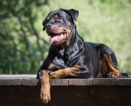 Rottweiler: Temperament, Training and Health Guide