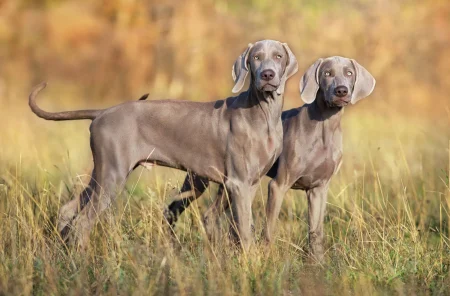 Weimaraner: The Grey Ghost of the Dog World