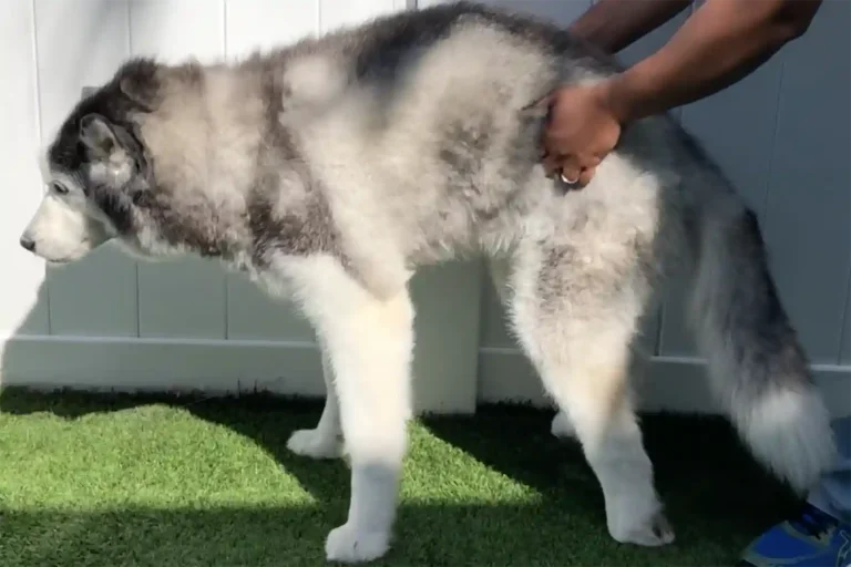 Arthritis in Dogs: Signs and How to Help