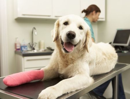 When to Take Your Pet to the Emergency Vet