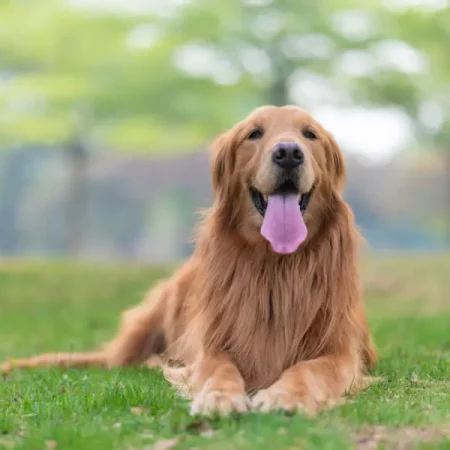 Golden Retriever: Breed Guide for Australian Owners