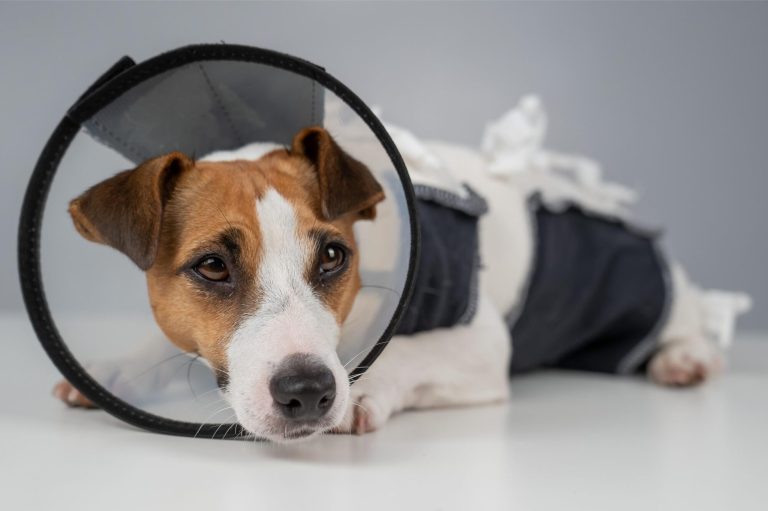 Signs Your Pet Is in Pain: How to Tell