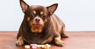 Diabetes in Dogs: Signs, Diagnosis and Daily Management