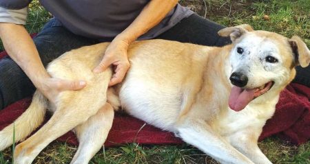 Arthritis in Dogs: Signs and How to Help
