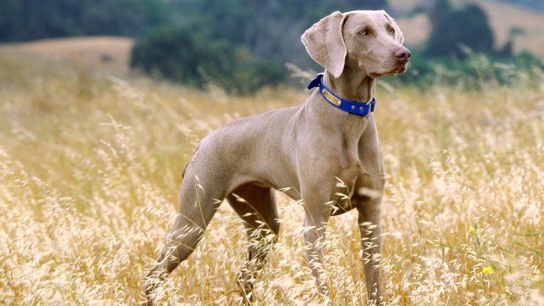 Weimaraner: The Grey Ghost of the Dog World