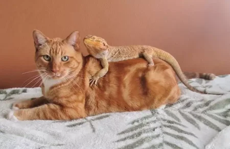Pet Insurance for Exotic and Unusual Pets: What’s Covered