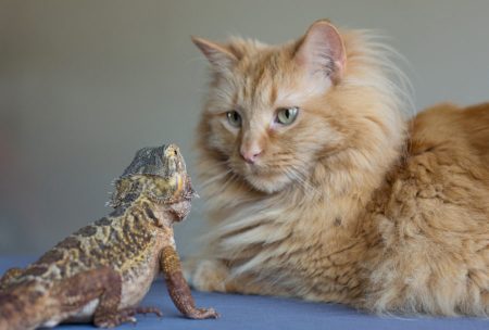 Pet Insurance for Exotic and Unusual Pets: What’s Covered