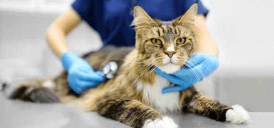 When to Take Your Pet to the Emergency Vet