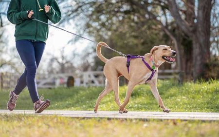 How Much Exercise Does Your Dog Actually Need? A Guide by Age and Energy Level