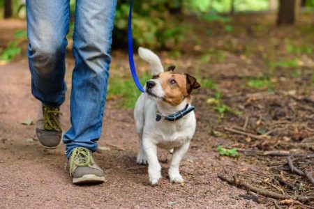 Mental Enrichment for Dogs: Exercise Ideas Beyond the Walk