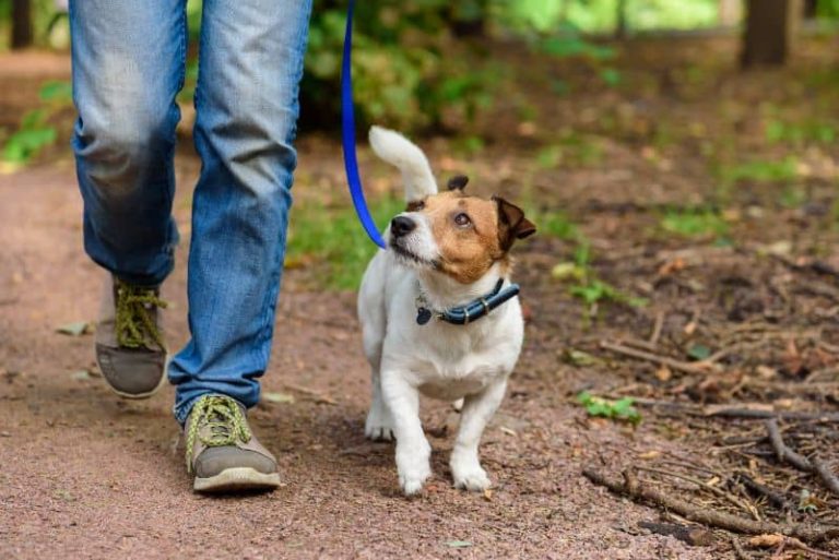 Mental Enrichment for Dogs: Exercise Ideas Beyond the Walk
