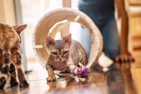 Kitten-Proofing 101: Preparing Your Home for a New Kitten