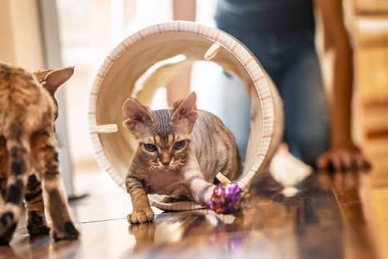 Kitten-Proofing 101: Preparing Your Home for a New Kitten