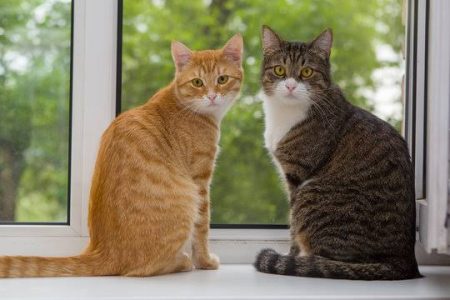 Bringing Home a Second Cat: A Step-by-Step Introduction Guide