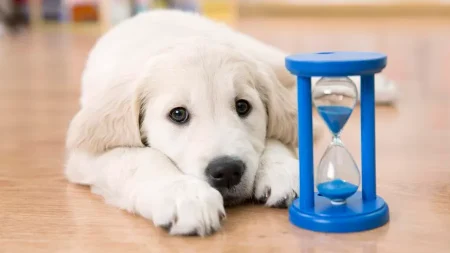 Waiting Periods in Pet Insurance Explained: What They Are and Why They Exist