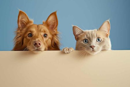 Best Mid-Cover Dog Insurance in Australia Compared