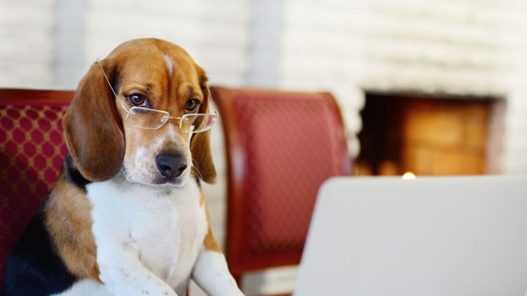 What to Look for in Mid-Cover Pet Insurance: An Australian Dog Owner’s Checklist