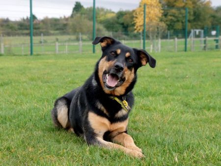 How to Compare Mid-Level Dog Insurance: A 6-Step Checklist