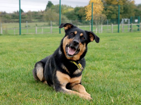 How to Compare Mid-Level Dog Insurance: A 6-Step Checklist