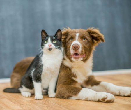 Accident Only vs Mid Cover Dog Insurance in Australia