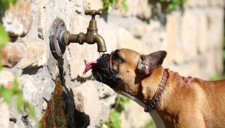 Heatstroke in Dogs: Recognising the Signs Before It’s an Emergency